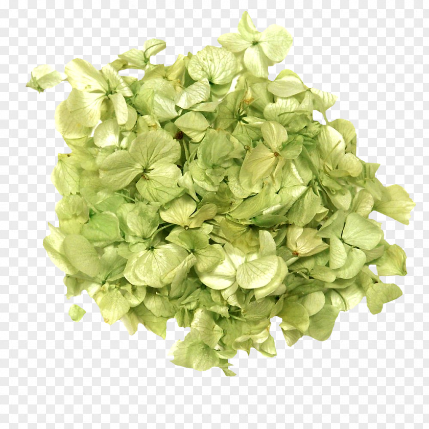 Green Leaves Leaf Petal Flower PNG