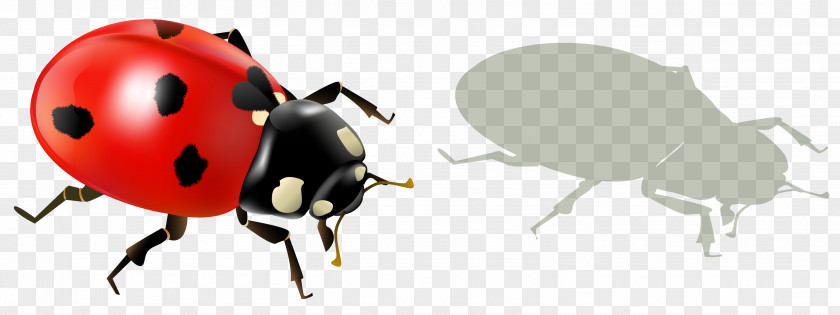 Ladybug AndShadow Clipart Picture Insect Ladybird Minecraft Animal PNG