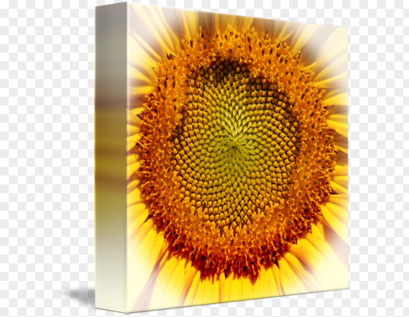 Science Fiction Quadrilateral Decorative Backgroun Common Sunflower Seed Sunflowers PNG