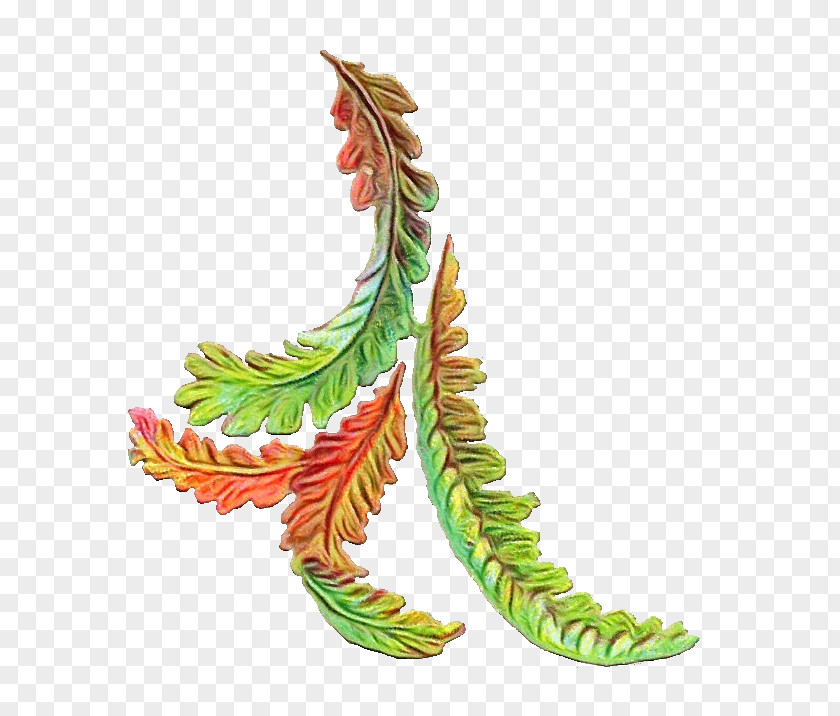 Vascular Plant Tree Autumn Leaf Drawing PNG
