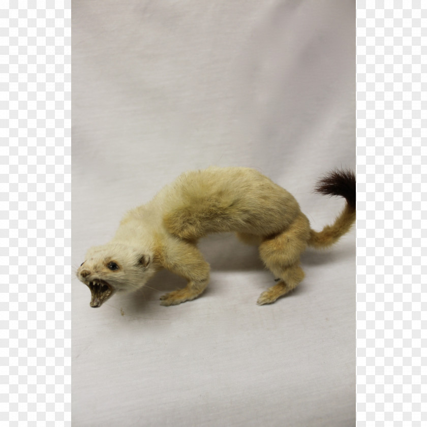 Deer Ferret Basket Theatrical Property Price PNG