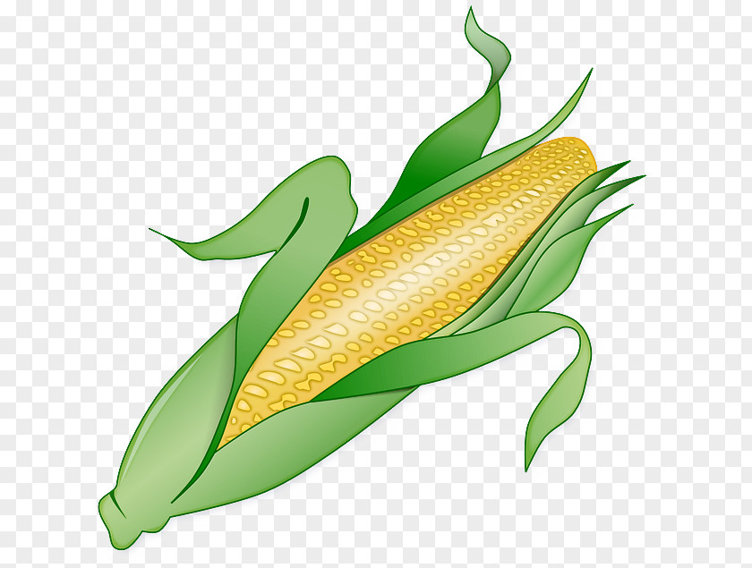 Flower Anthurium Leaf Corn On The Cob Plant Vegetarian Food PNG