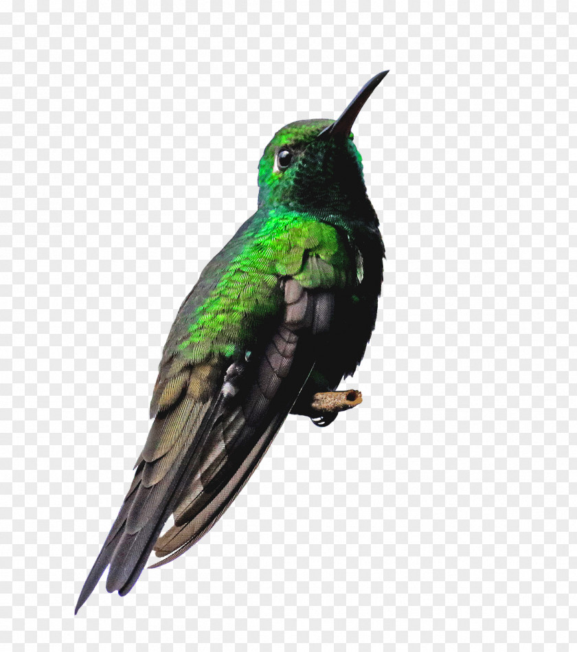 Hummingbird Stock Photography PNG