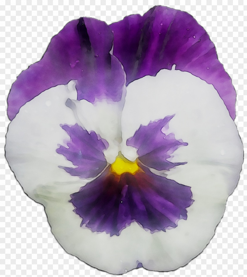 Pansy Sweet Violet Blue Annual Plant PNG