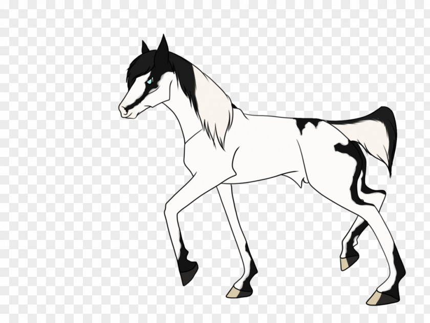 Romeo And Juliet Coloring Page Black Mule Foal Halter Mustang Stallion PNG