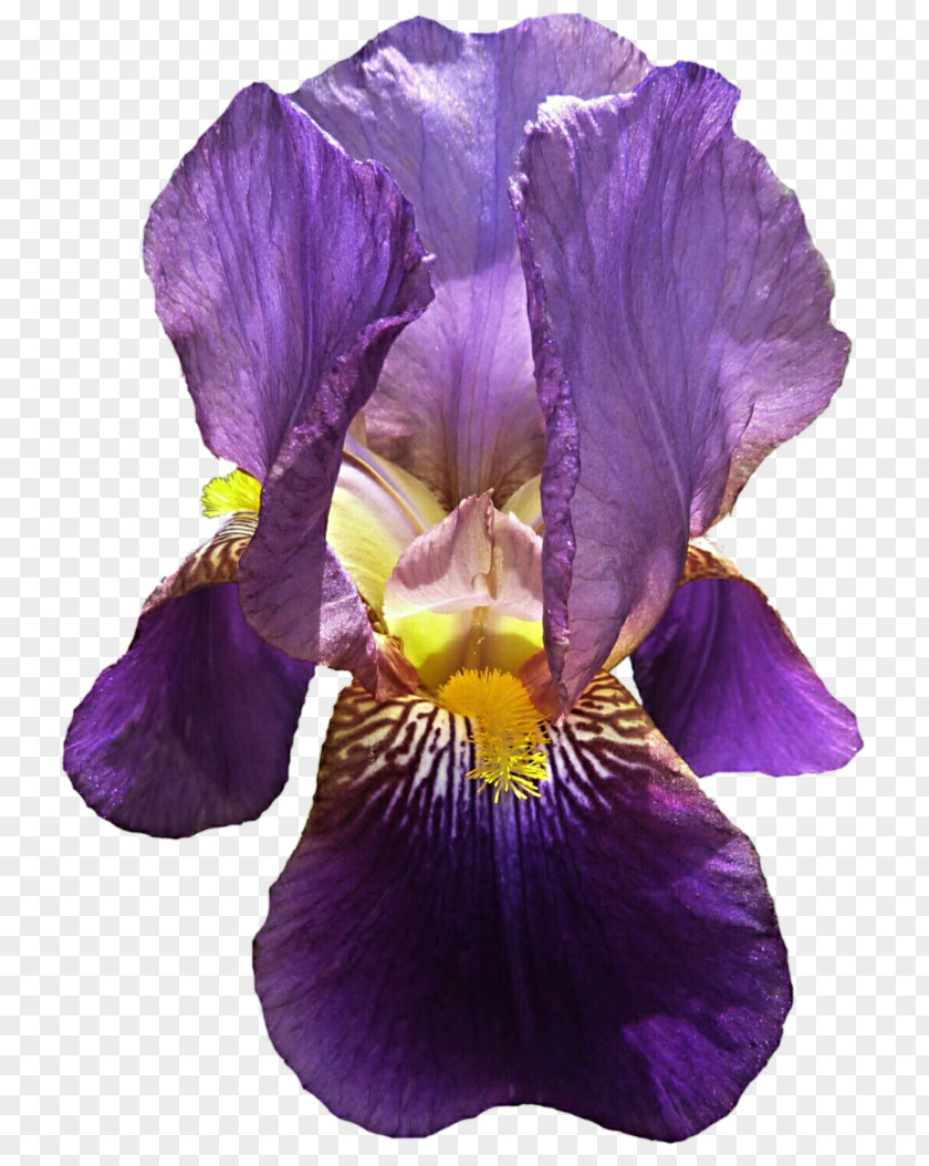 Violet Pansy Petal PNG