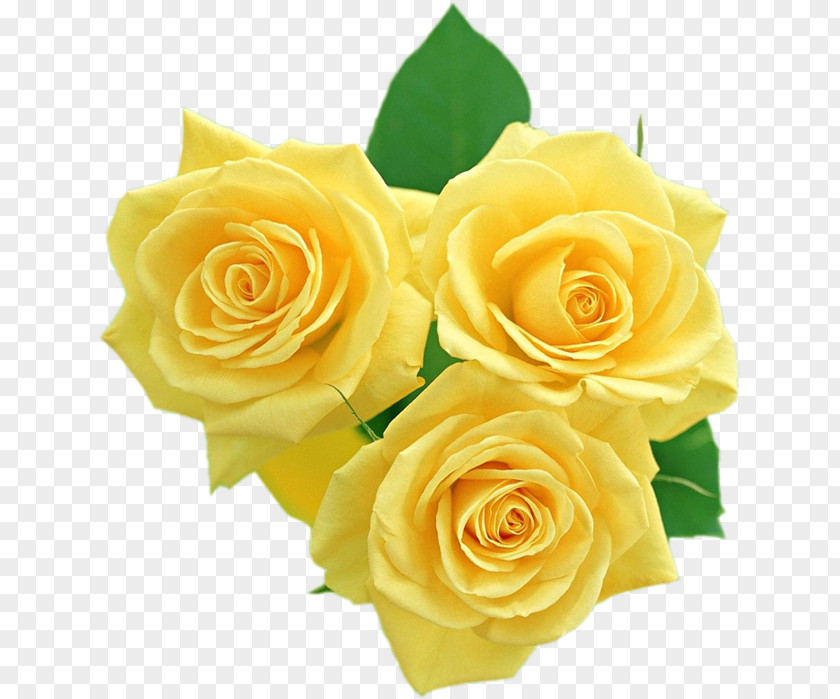 Garden Roses Yellow PhotoScape Clip Art PNG