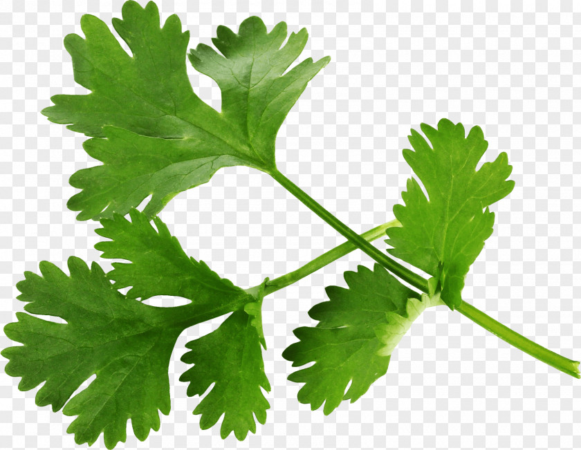 Plants Coriander Taco Mexican Cuisine Herb Parsley PNG