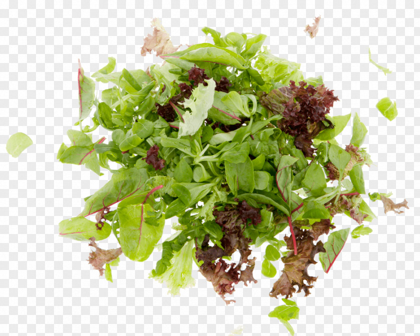 Salads Red Leaf Lettuce Vegetarian Cuisine Spring Greens Vegetable Herb PNG
