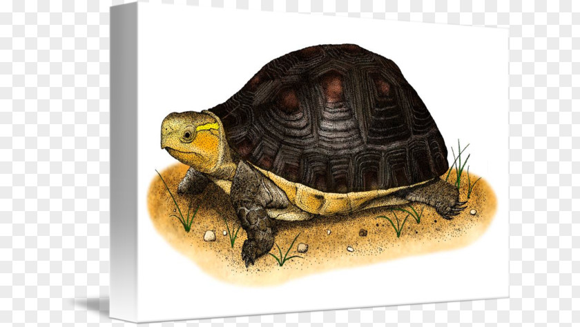 Chinese Box Turtles Tortoise Turtle Terrestrial Animal PNG