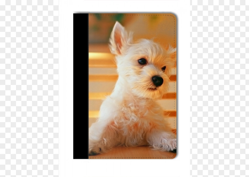 Cute Dog Puppy Maltese Pet Sitting Desktop Wallpaper PNG