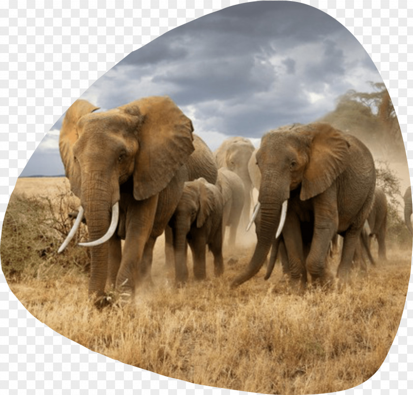 Elefantes Elephantidae Maasai Mara Photography Savanna African Elephant PNG