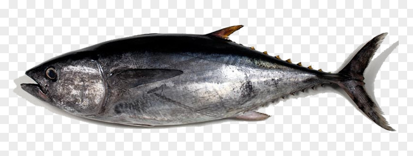 Fish Albacore Pacific Bluefin Tuna Thon PNG