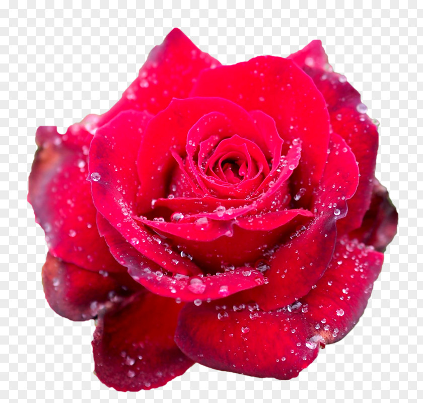 Garden Roses Centifolia Rosa Chinensis Floribunda Diary PNG