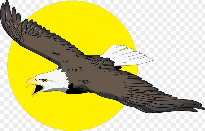 Hand-painted Eagle And Sun Vector Bald Free Content Clip Art PNG