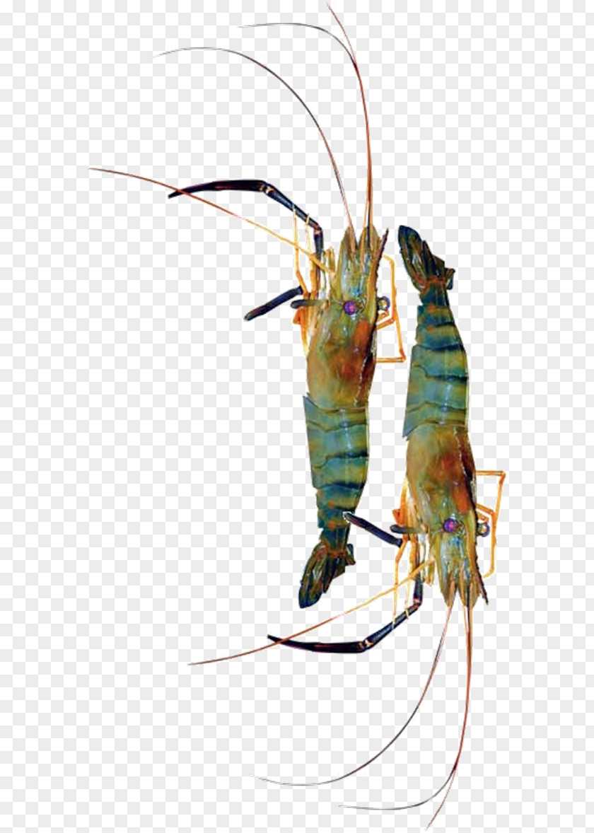 Insect Decapods Giant Freshwater Prawn Pest PNG