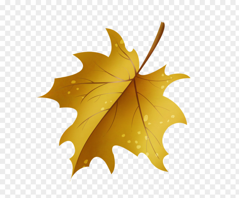 Leaf Maple Drawing Green PNG