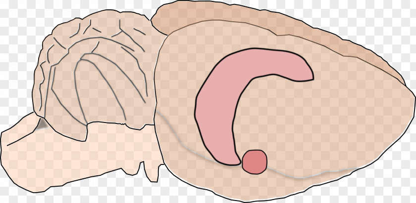 Rat Hippocampus Anatomy Brain Amygdala PNG