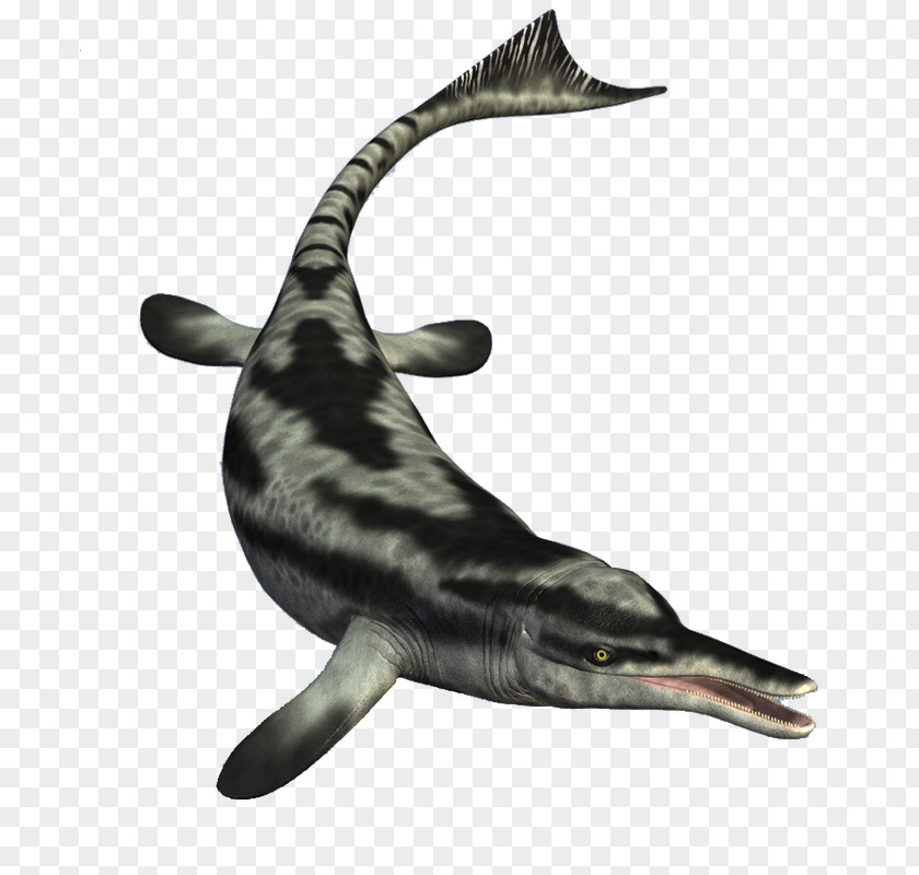Rough-toothed Dolphin Clip Art PNG