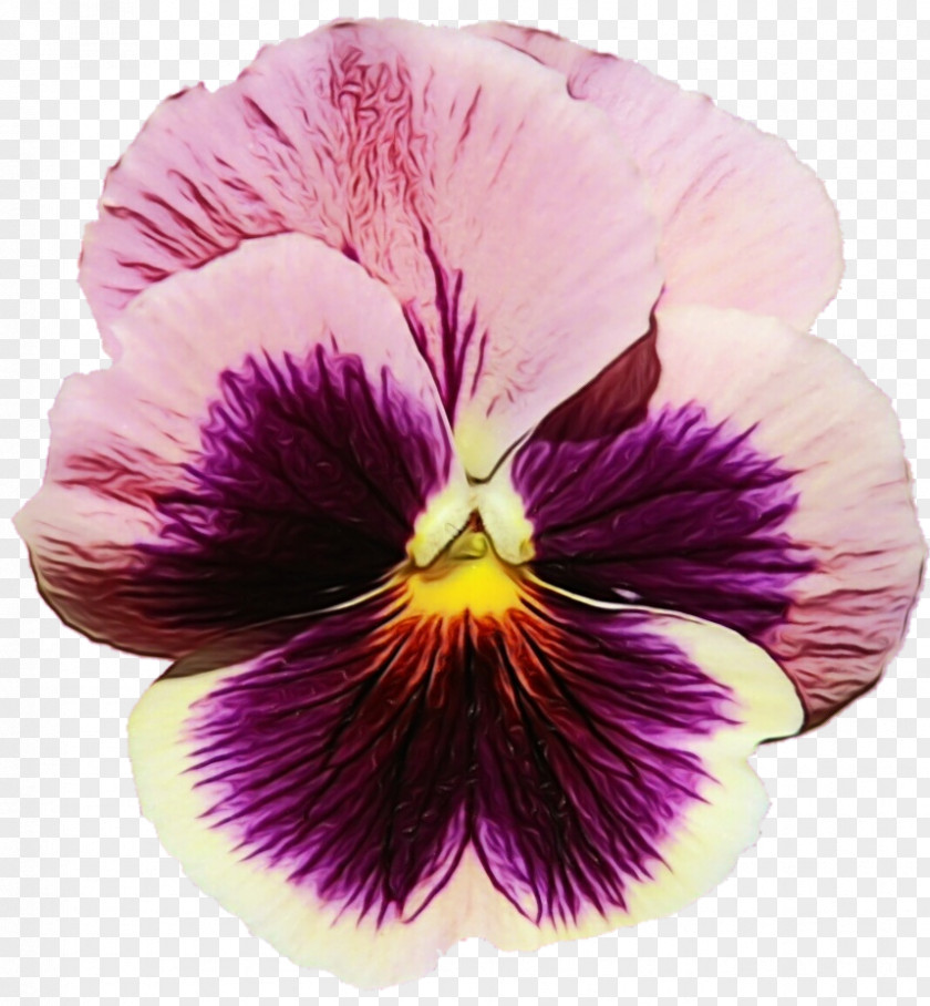 Viola Violet Family Flower Flowering Plant Petal Purple PNG