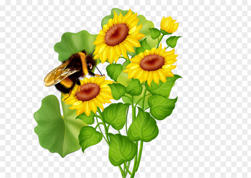 Flower Common Sunflower Cut Flowers Clip Art PNG