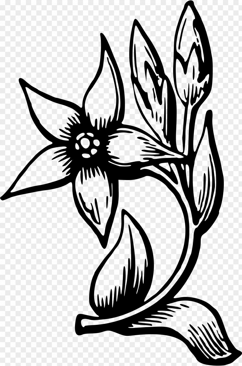 Flower Drawing Clip Art PNG