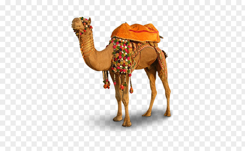 Ride Camel Free To Pull Pushkar Llama Vicuxf1a PNG