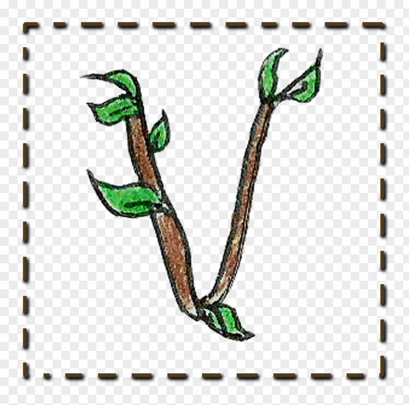 Twig Branch Leaf Plant Stem Tree PNG