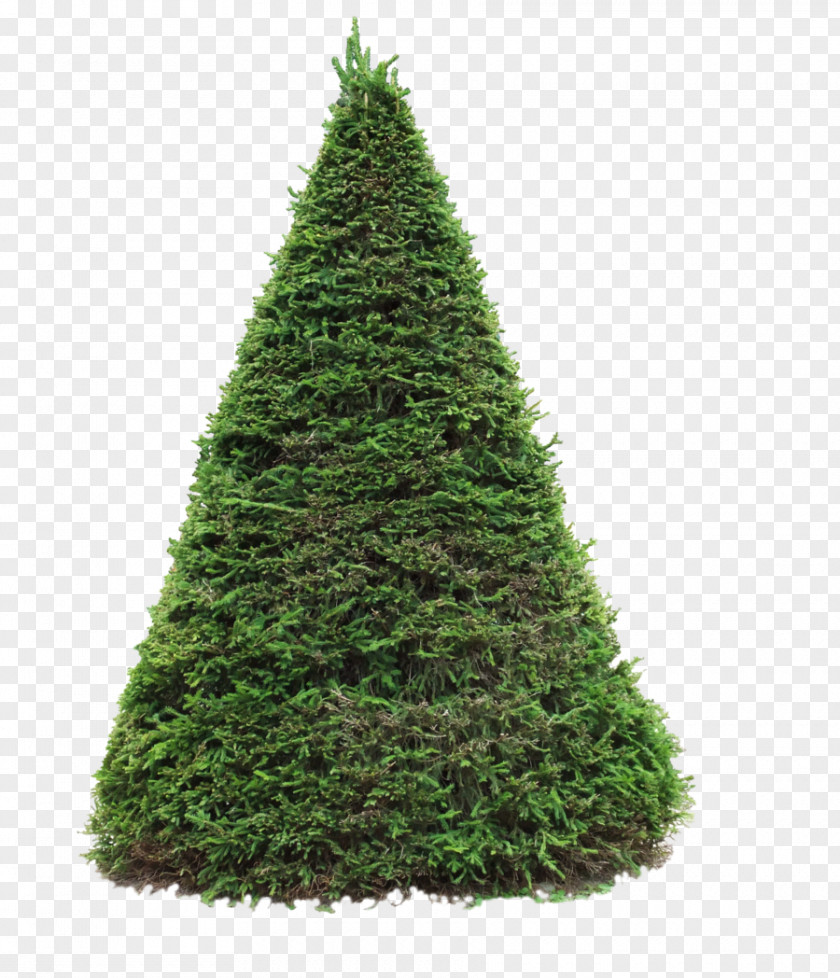 Evergreen Plants Pine Douglas Fir Blue Spruce Tree PNG