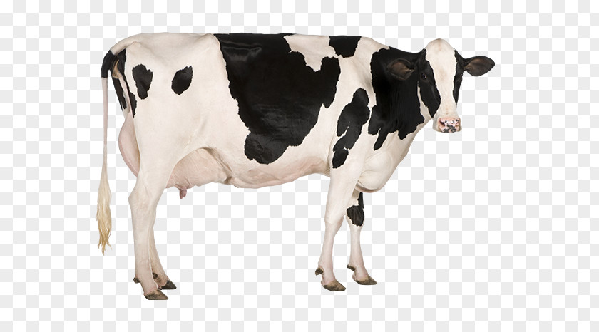 Farming Holstein Friesian Cattle Jersey Stock Photography Dairy PNG