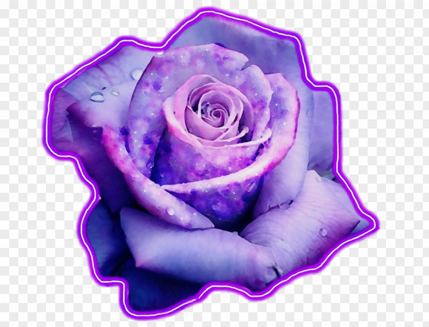 Magenta Blue Rose Black Pink PNG