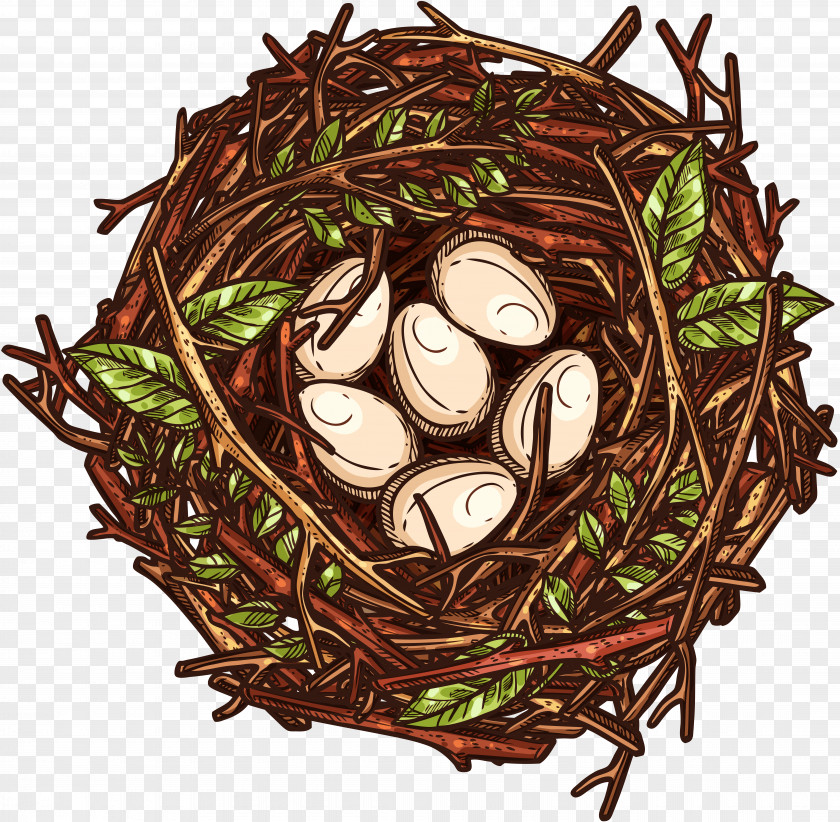 Plant Egg Bird Cartoon PNG
