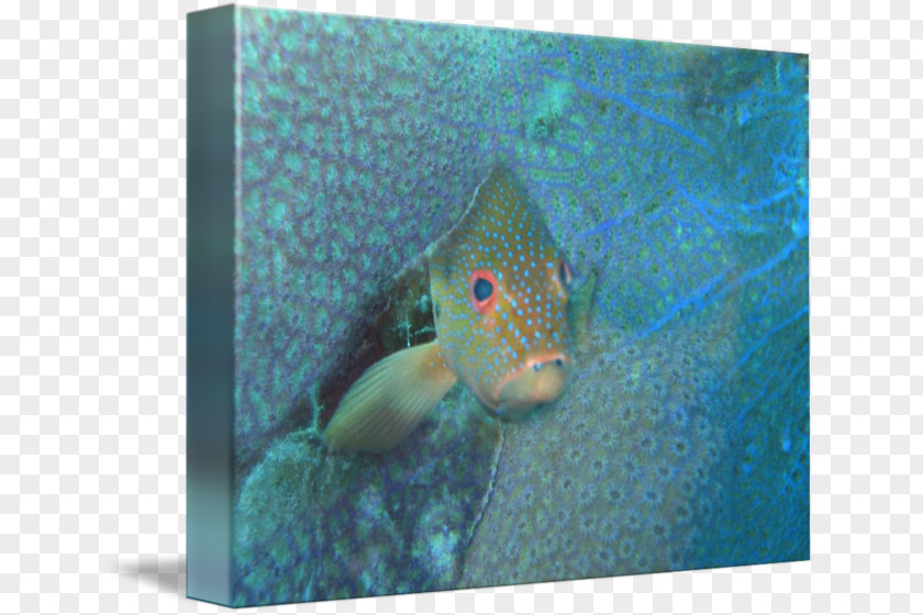 Fish Marine Biology Fauna Turquoise PNG