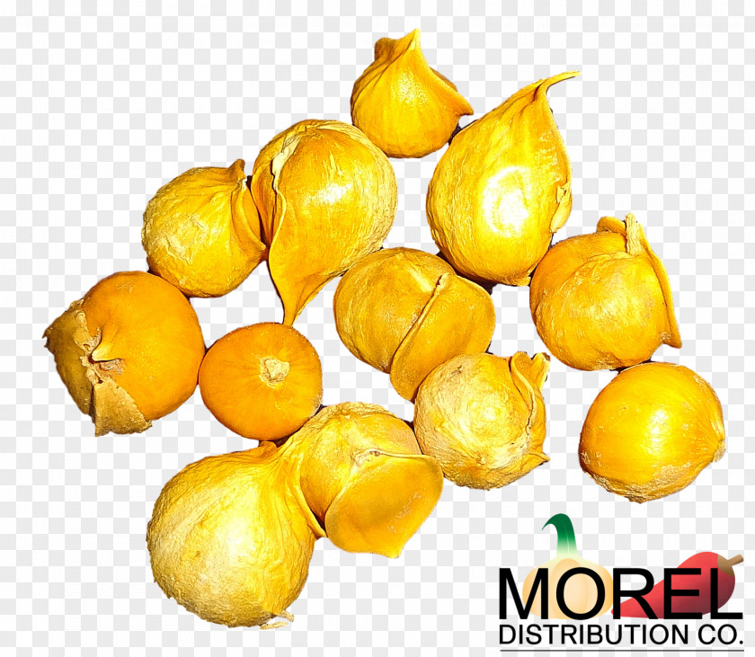 Garlic Medicinal Plants Japanese Allicin Vegetable PNG