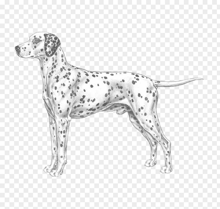 Race Auvergne Pointer Dalmatian Dog Old Danish Breed PNG