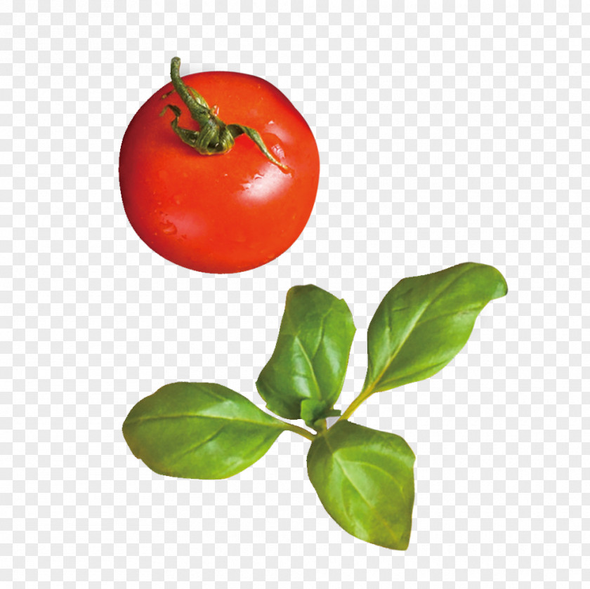 Red Tomatoes Tomato Rouge Tomate PNG