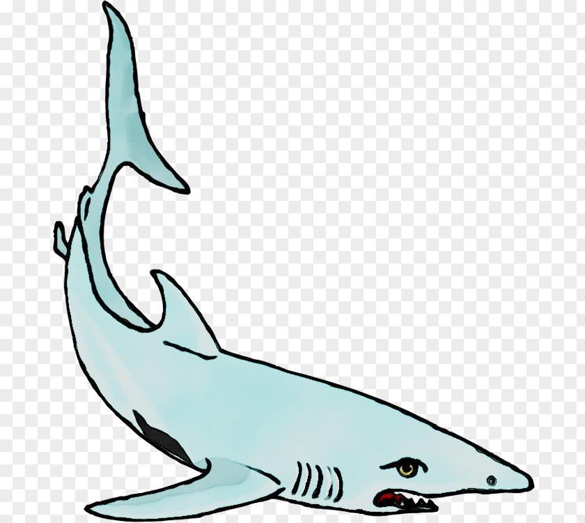 Tucuxi Clip Art Squaliform Sharks Requiem Line PNG