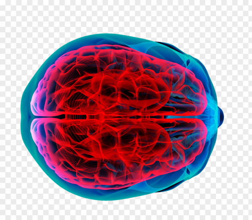 Vector Brain Perspective Tumor Human Mapping Cancer PNG