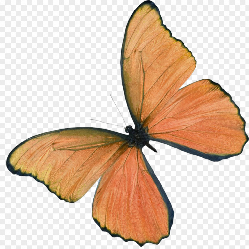 Butterfly Ulysses Insect PNG
