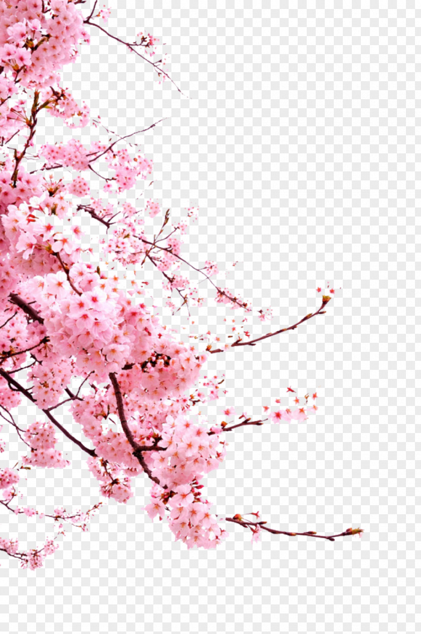 Cherry Blossom Clip Art PNG