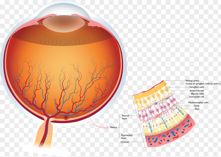 Eye Retina Human Anatomy Visual Perception PNG
