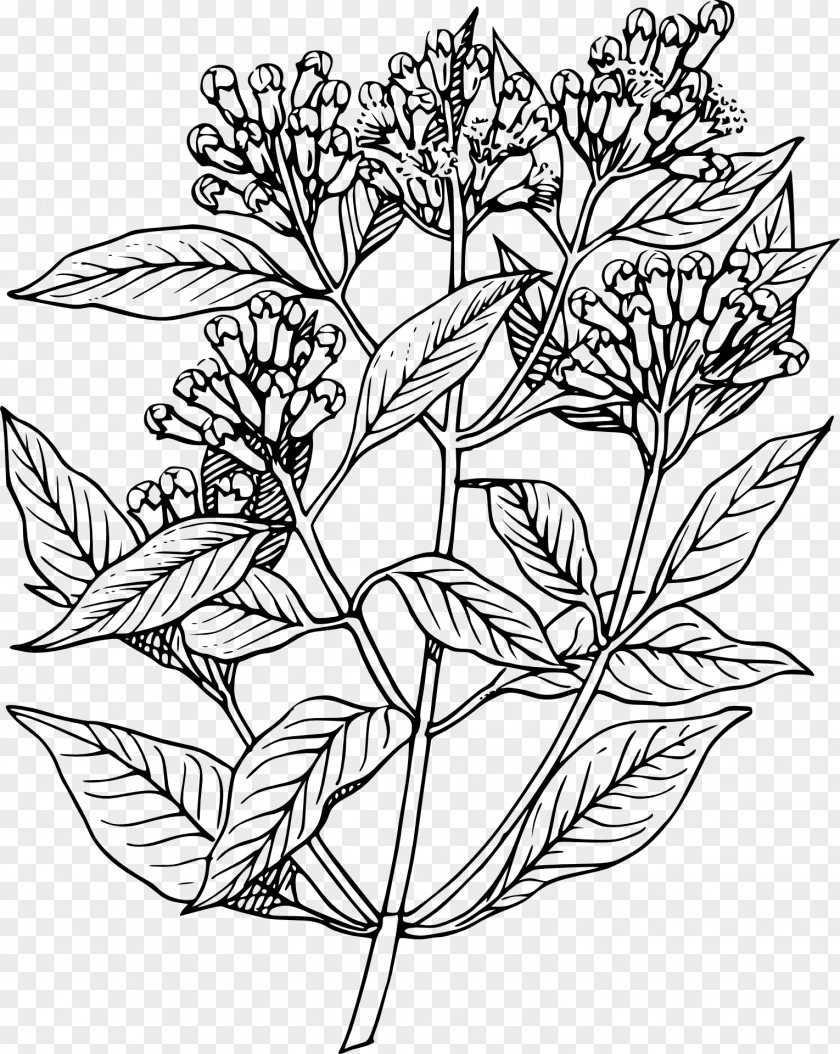 Mint Flowers Clove Plant Drawing Sketch PNG