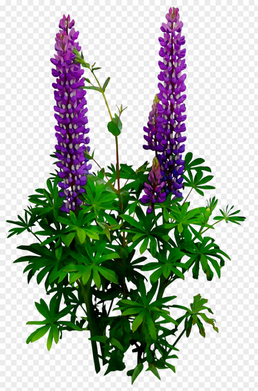 Plant Stem Cut Flowers Shrub Purple PNG