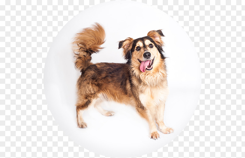 Dog Breed Companion PNG
