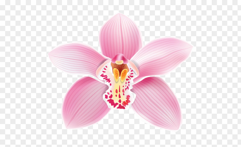Orchid Vector Cattleya Orchids Clip Art Image PNG