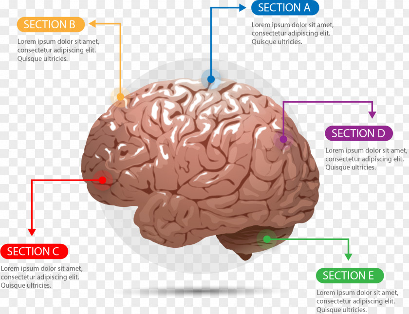 Plastic Brain Chart Human Agy Cerebrum Euclidean Vector PNG