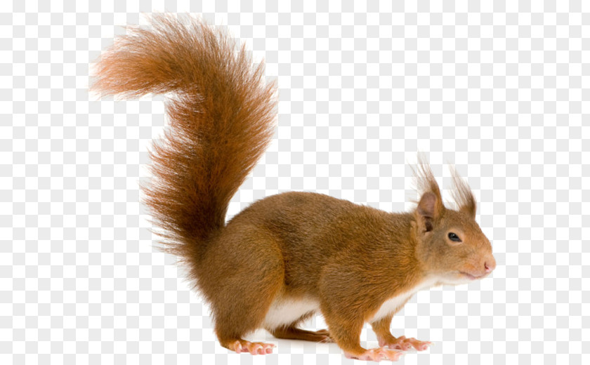 Sesame Squirrel Clip Art PNG