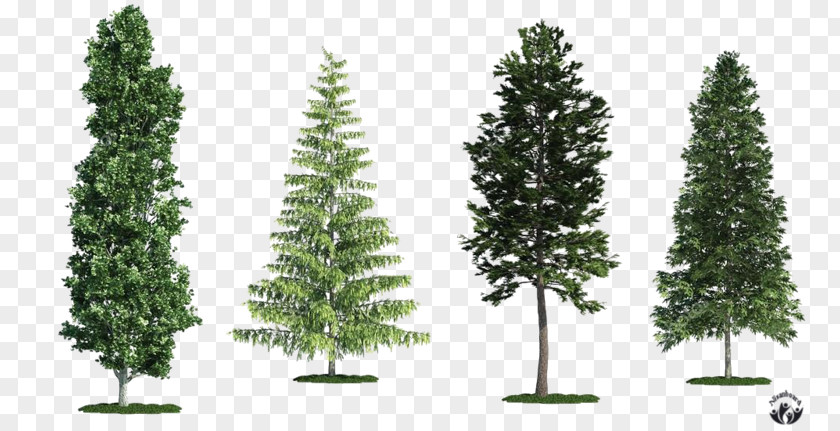 Tree Spruce Fir White Poplar Scots Pine PNG