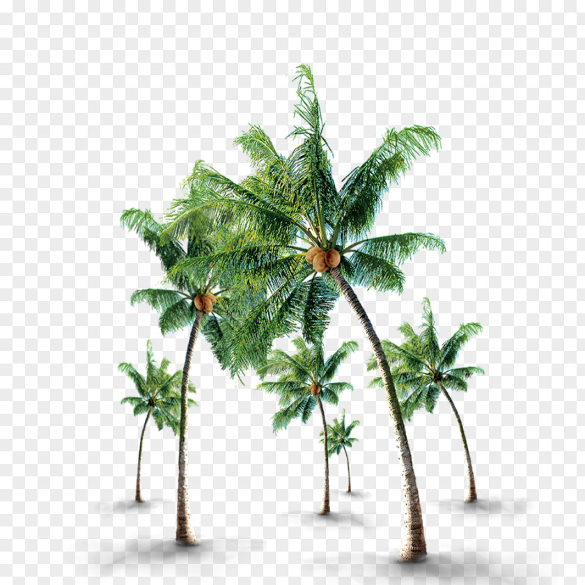 Emerald Coconut Tree PNG