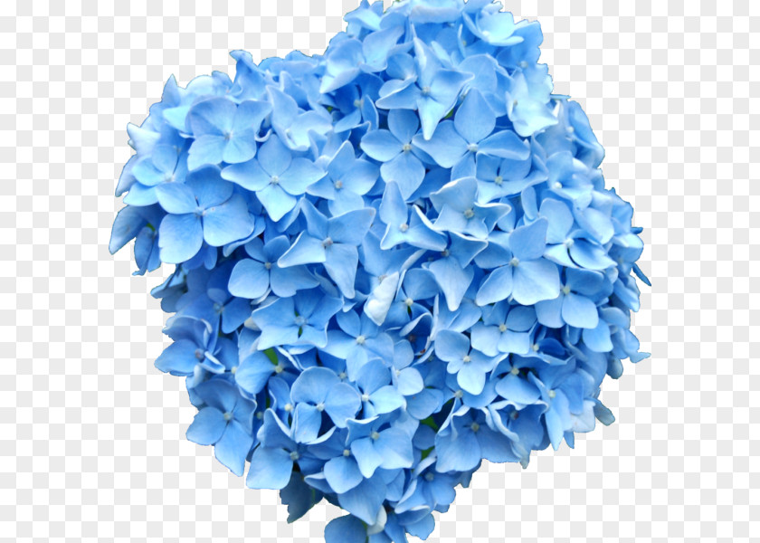 Flower Blue French Hydrangea Clip Art PNG